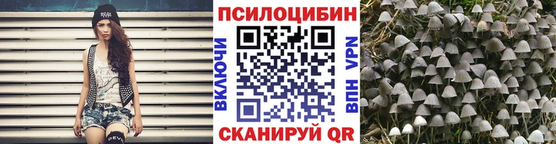 KRAKEN зеркало  Шахунья  Галлюциногенные грибы Psilocybe 